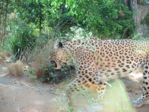 Tiger - Shechan ha namer