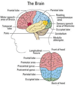 The Brain Main Parts