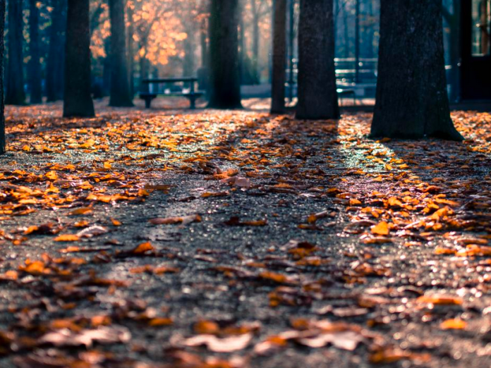 forest in the morning