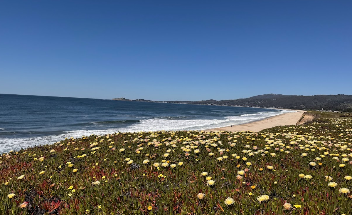 half-moon-bay-beach with flowers